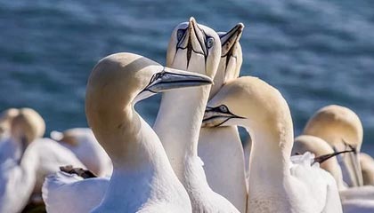 九游官方游戏-中国女篮出征世界杯 全队斗志昂扬，中国女篮世界大赛