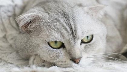 九游官方游戏-中国女篮出征世界杯 全队斗志昂扬，中国女篮世界大赛