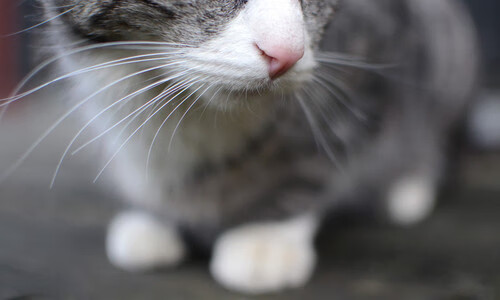 Jiu You-青年球员流失是否因发展路径不清晰，年轻人球队比赛