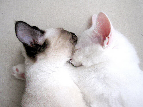 西甲青训营中引入比赛情绪触发测试评估心理调节机制，西甲青训政策