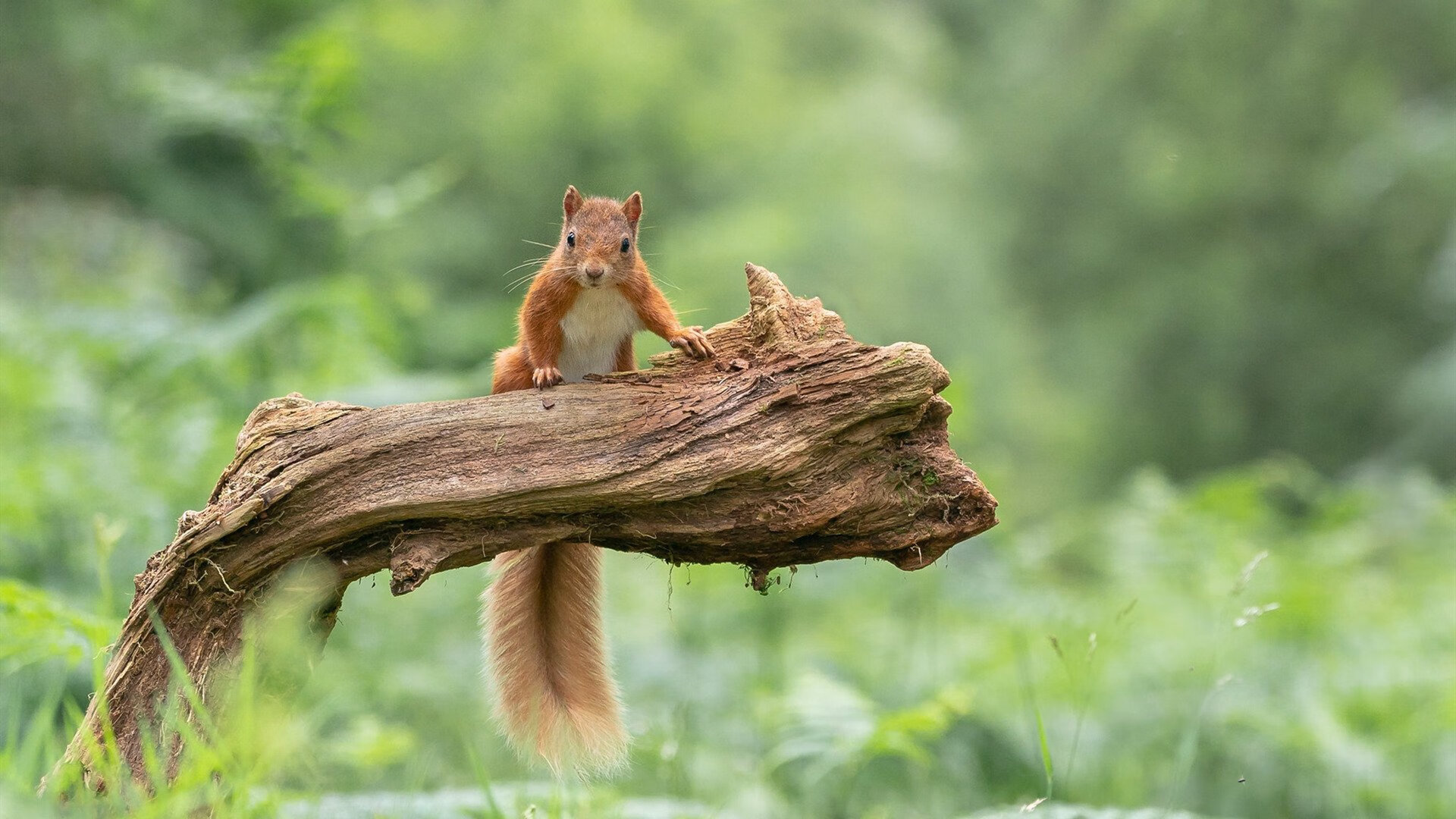 球队是否因场上球员触球次数分布调整战术重心，球员击球后可触及球网全长