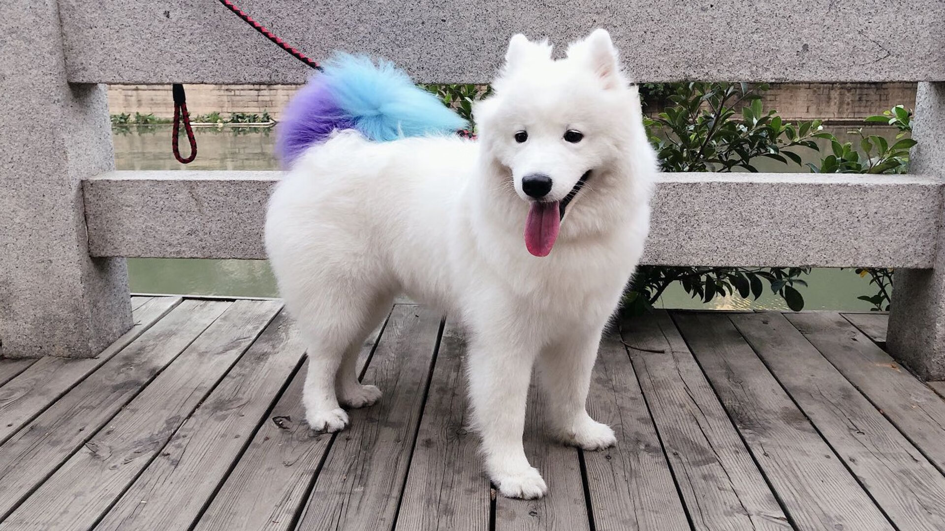 威尔士橄榄球赛事吸引国际关注，未来有何看点？，威尔士橄榄球赛事吸引国际关注,未来有何看点