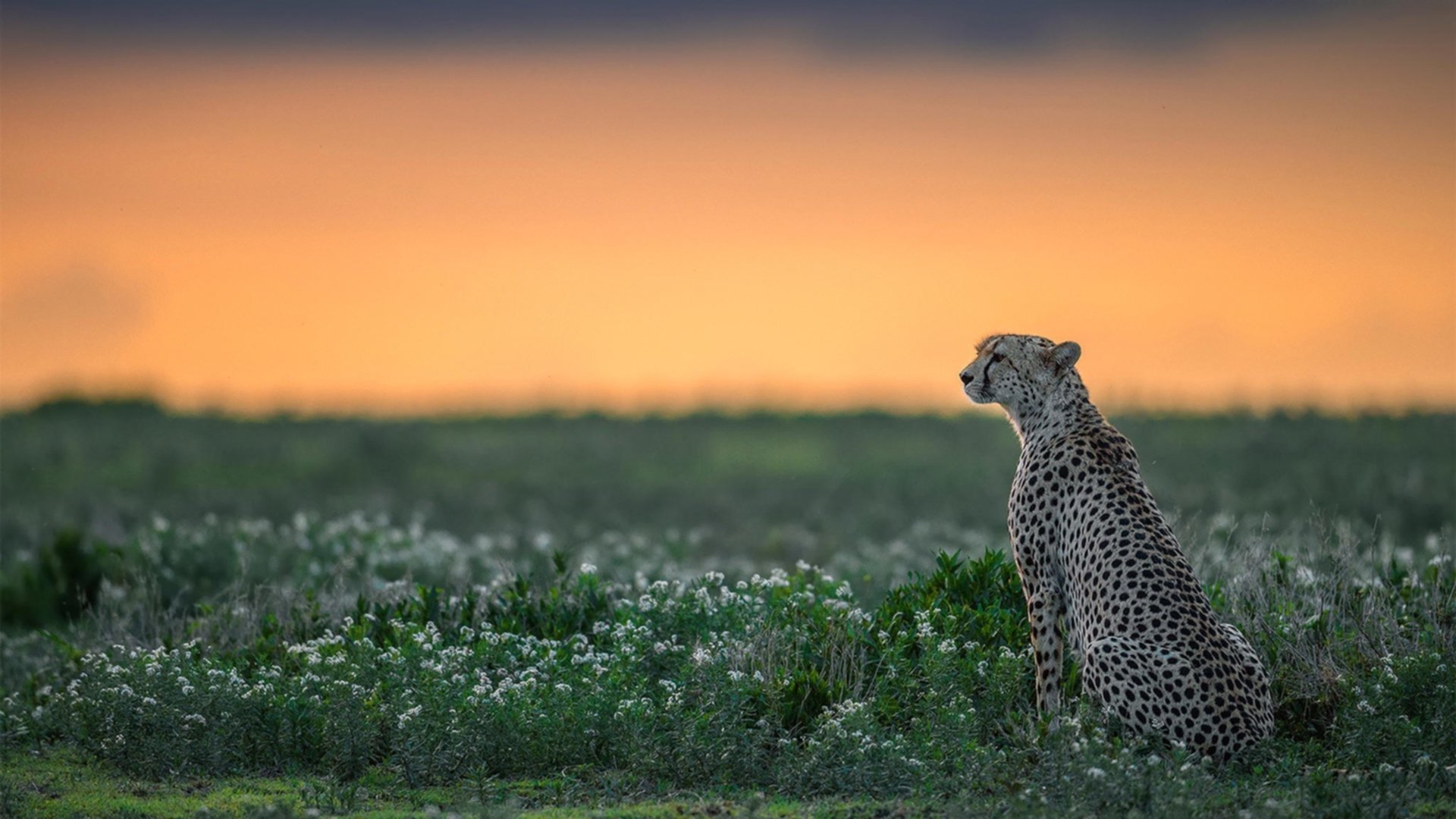 皮特·卡普尔通过精准传球和快速突破，带领袋鼠队在比赛中占据上风