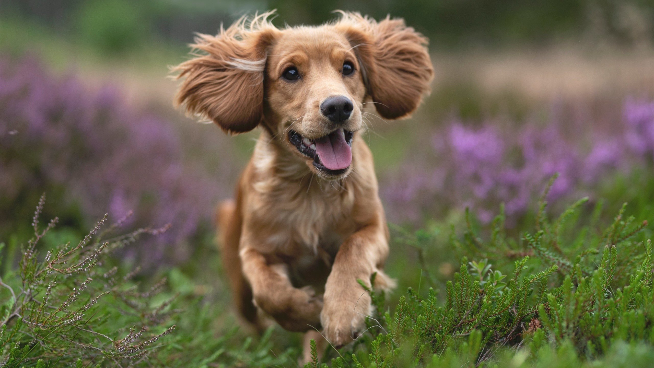 米兰双雄战火升级，争夺意甲冠军激烈非常