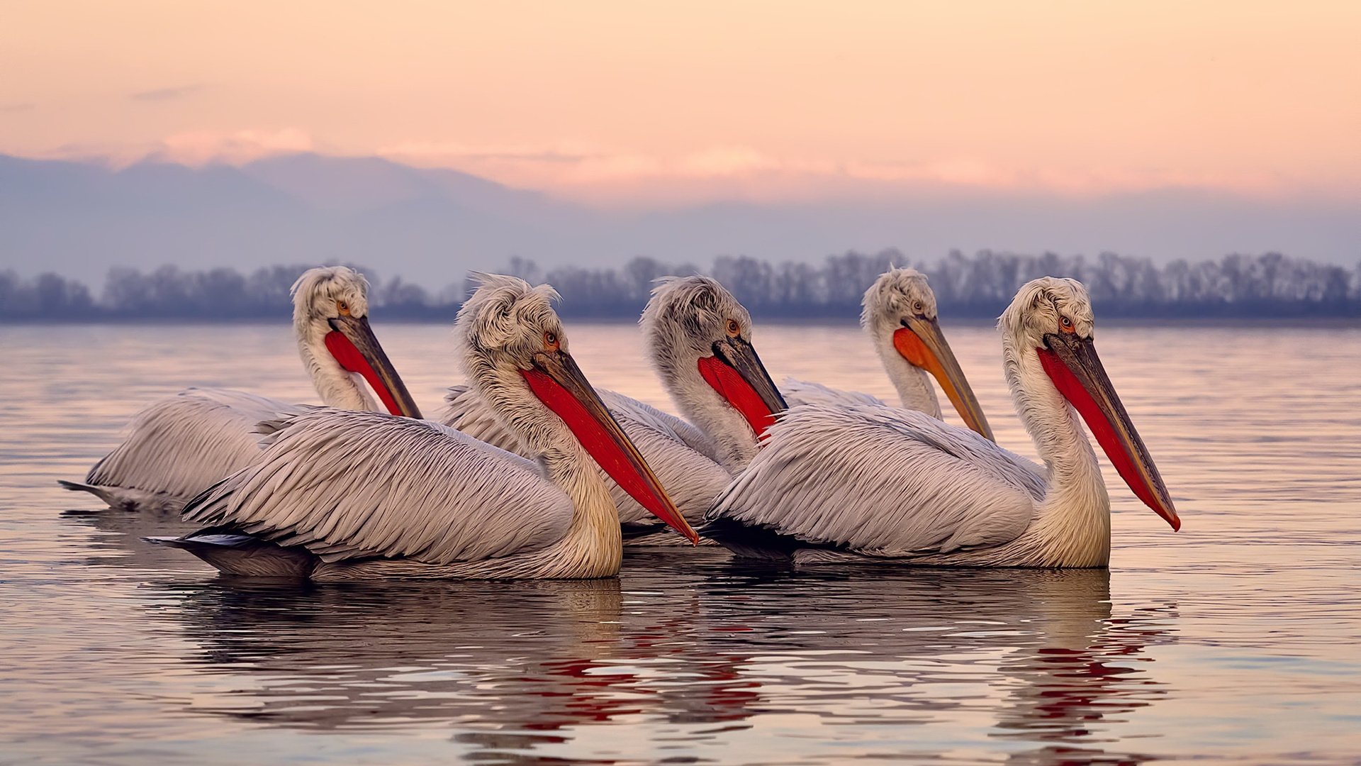 篮网防守教练接受采访讲解策略变化,篮网防守球员