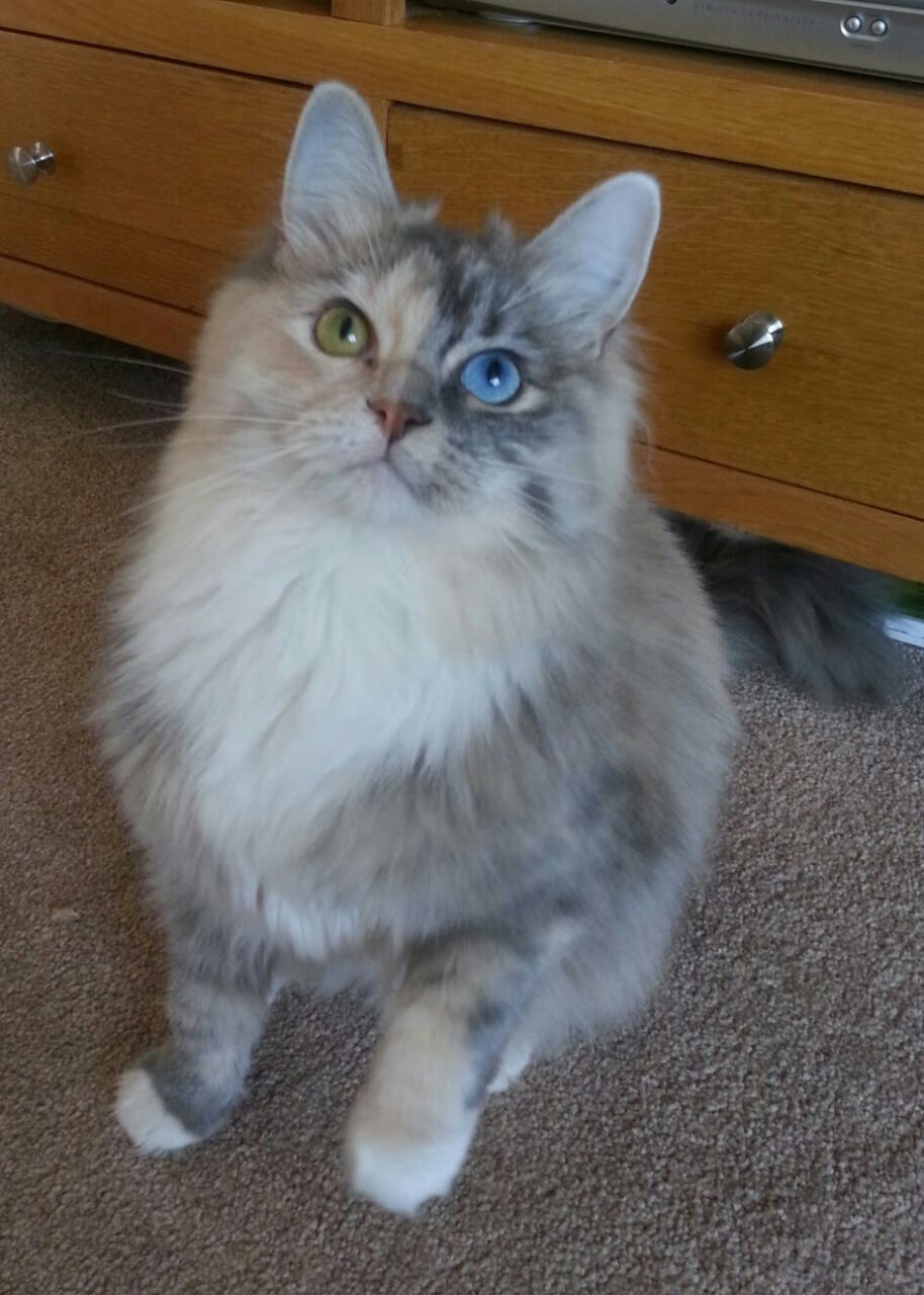 苏炳添出席田径科技展推介新装备，苏炳添比赛